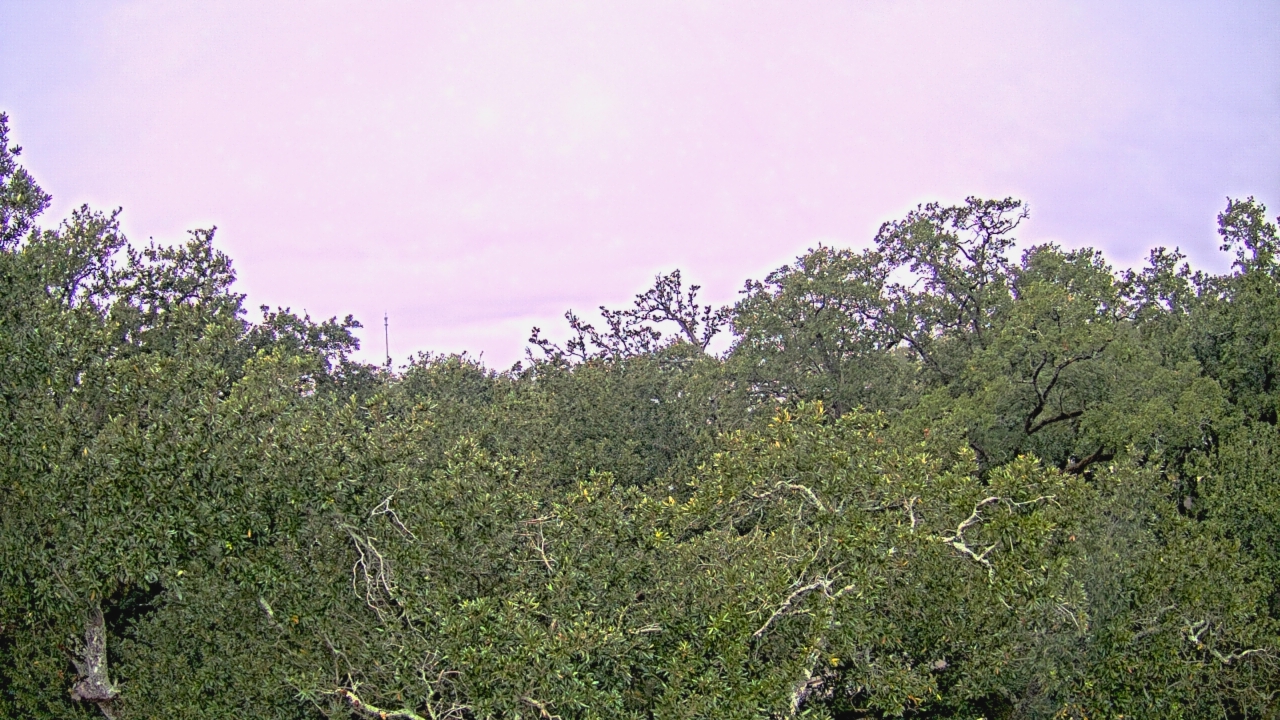 Thumbnail for current weather camera view from Metairie Club Gardens in Metairie, Louisiana