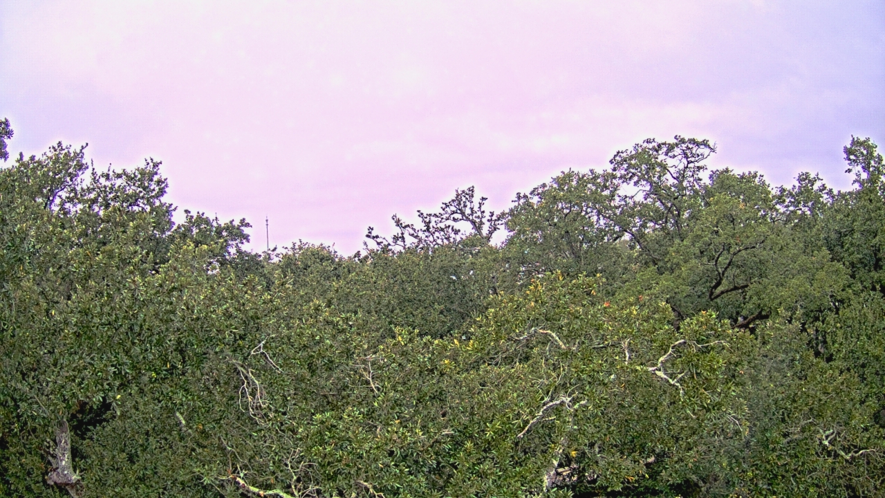 Thumbnail for current weather camera view from Metairie Club Gardens in Metairie, Louisiana