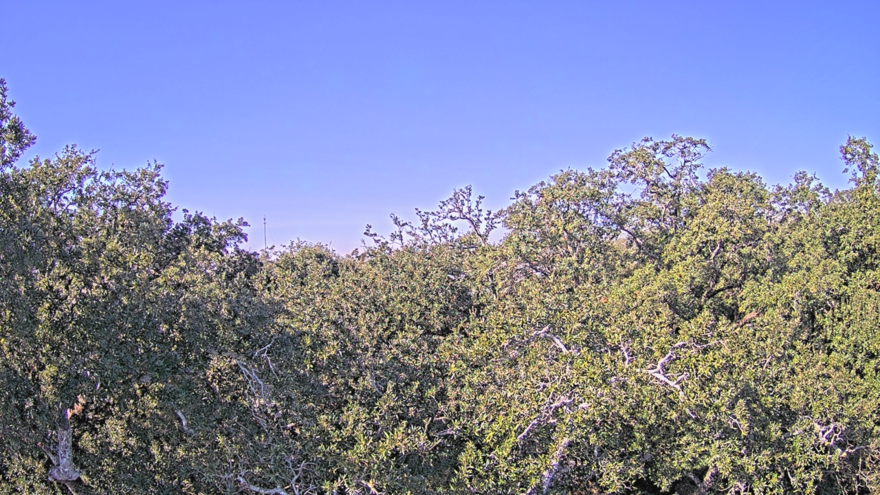 Thumbnail for current weather camera view from Metairie Club Gardens in Metairie, Louisiana