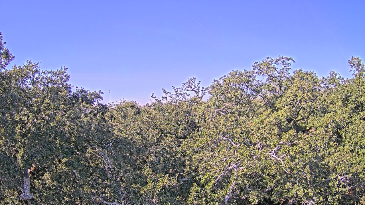 Thumbnail for current weather camera view from Metairie Club Gardens in Metairie, Louisiana