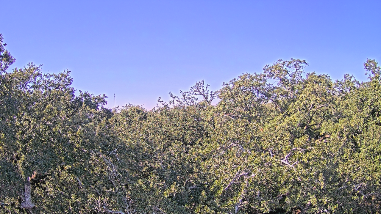 Thumbnail for current weather camera view from Metairie Club Gardens in Metairie, Louisiana