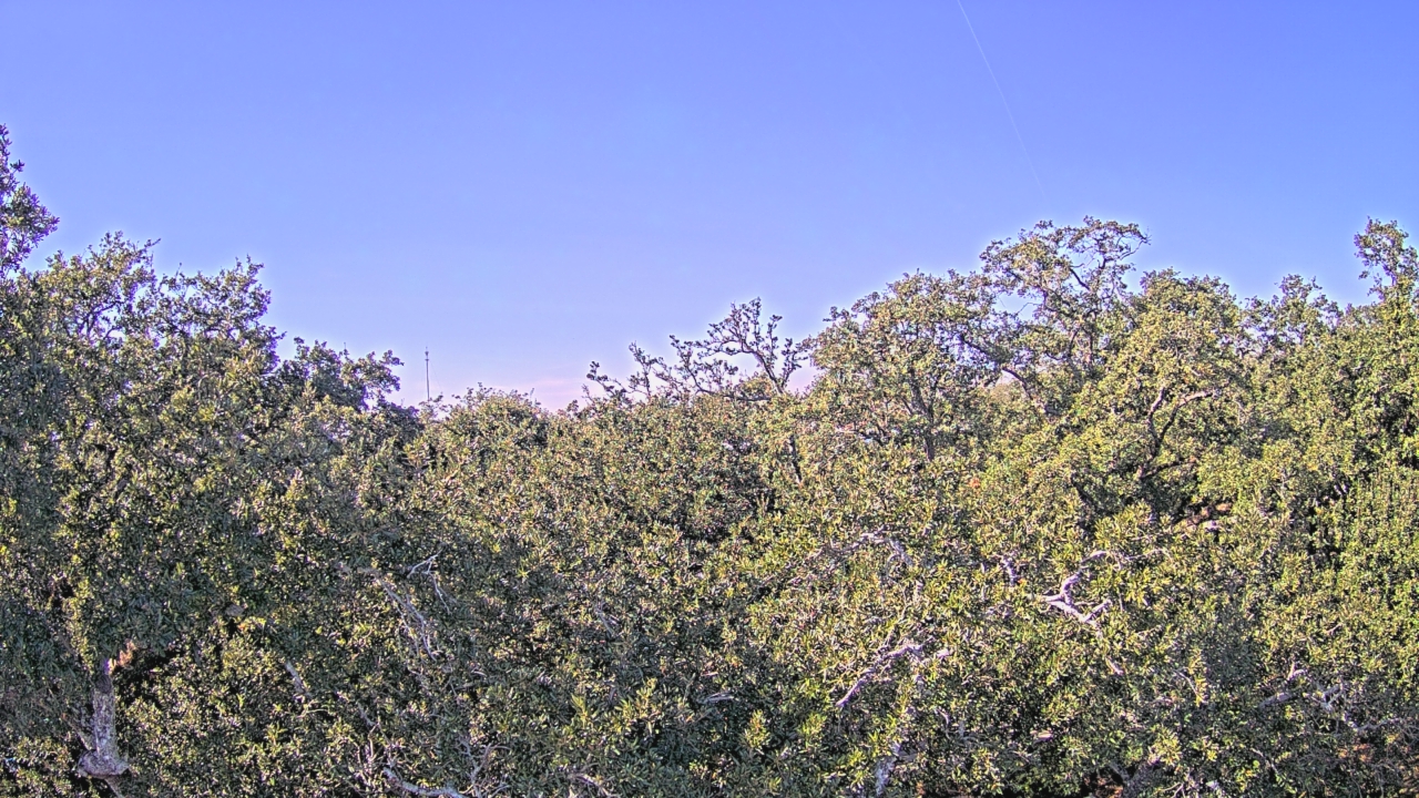 Thumbnail for current weather camera view from Metairie Club Gardens in Metairie, Louisiana