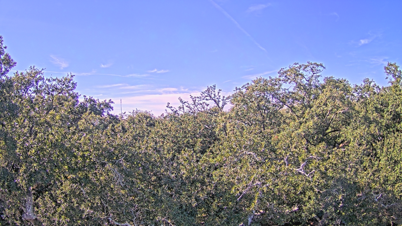 Thumbnail for current weather camera view from Metairie Club Gardens in Metairie, Louisiana