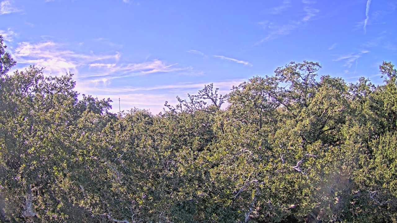 Thumbnail for current weather camera view from Metairie Club Gardens in Metairie, Louisiana