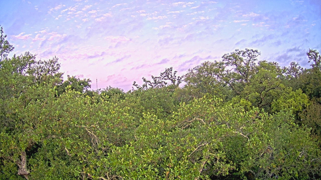 Thumbnail for current weather camera view from Metairie Club Gardens in Metairie, Louisiana