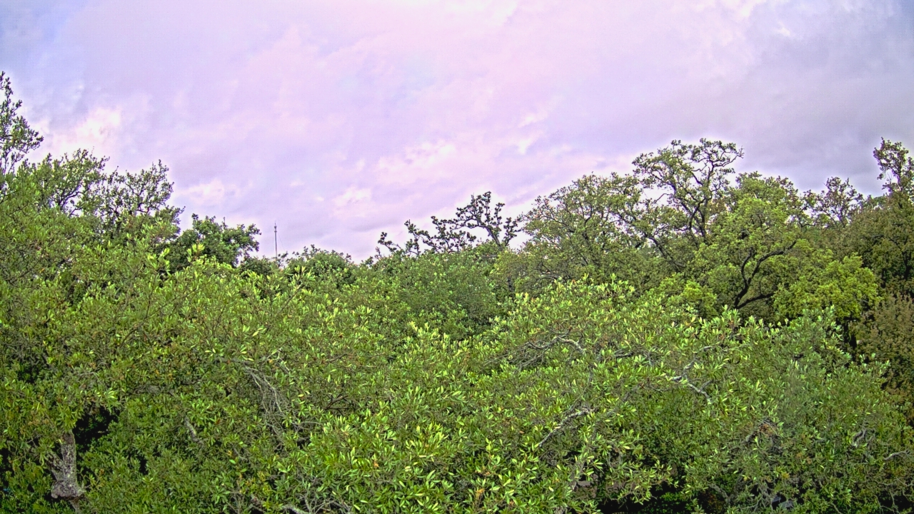 Thumbnail for current weather camera view from Metairie Club Gardens in Metairie, Louisiana