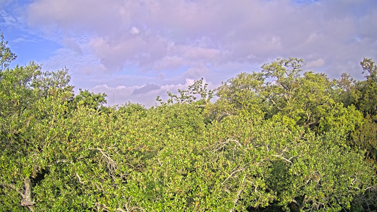 Thumbnail for current weather camera view from Metairie Club Gardens in Metairie, Louisiana