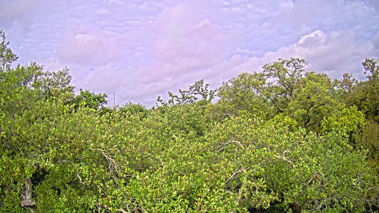 Thumbnail for current weather camera view from Metairie Club Gardens in Metairie, Louisiana