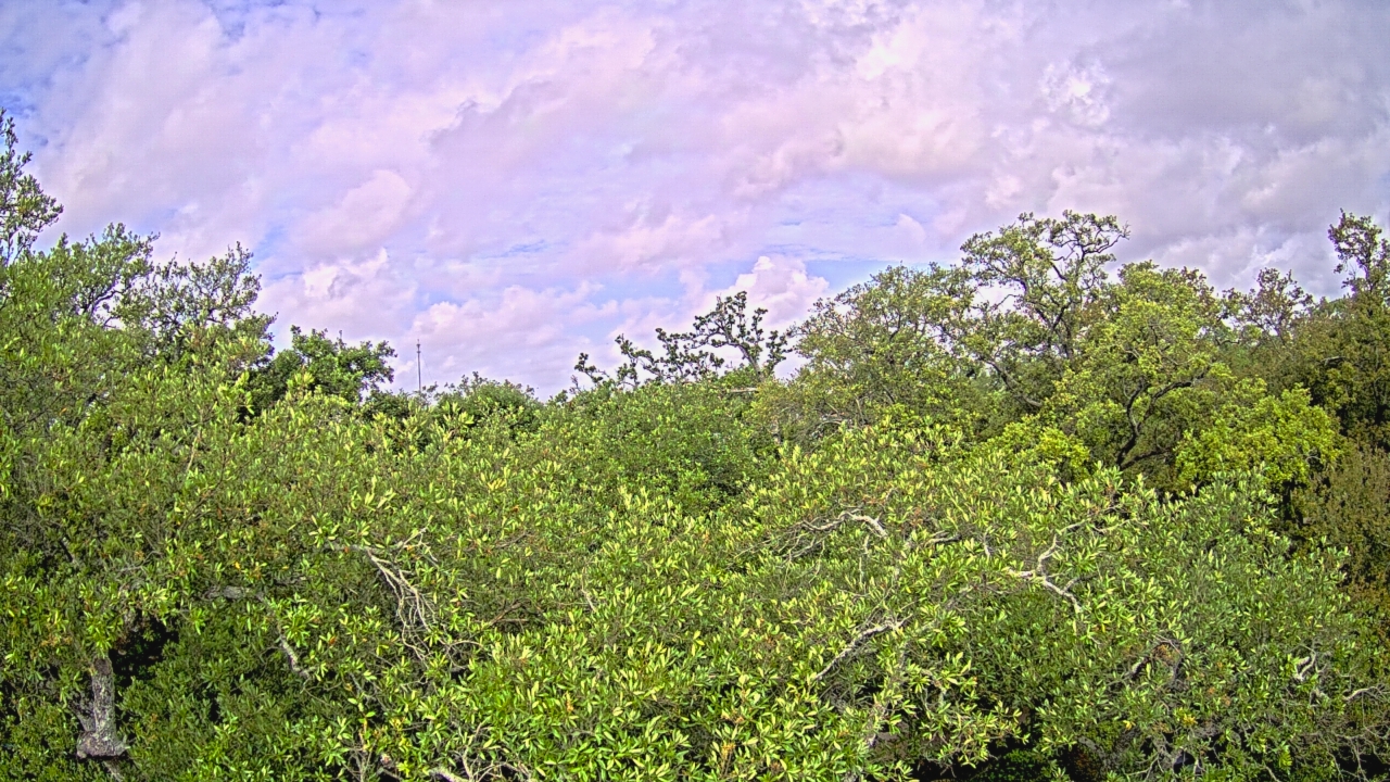 Thumbnail for current weather camera view from Metairie Club Gardens in Metairie, Louisiana