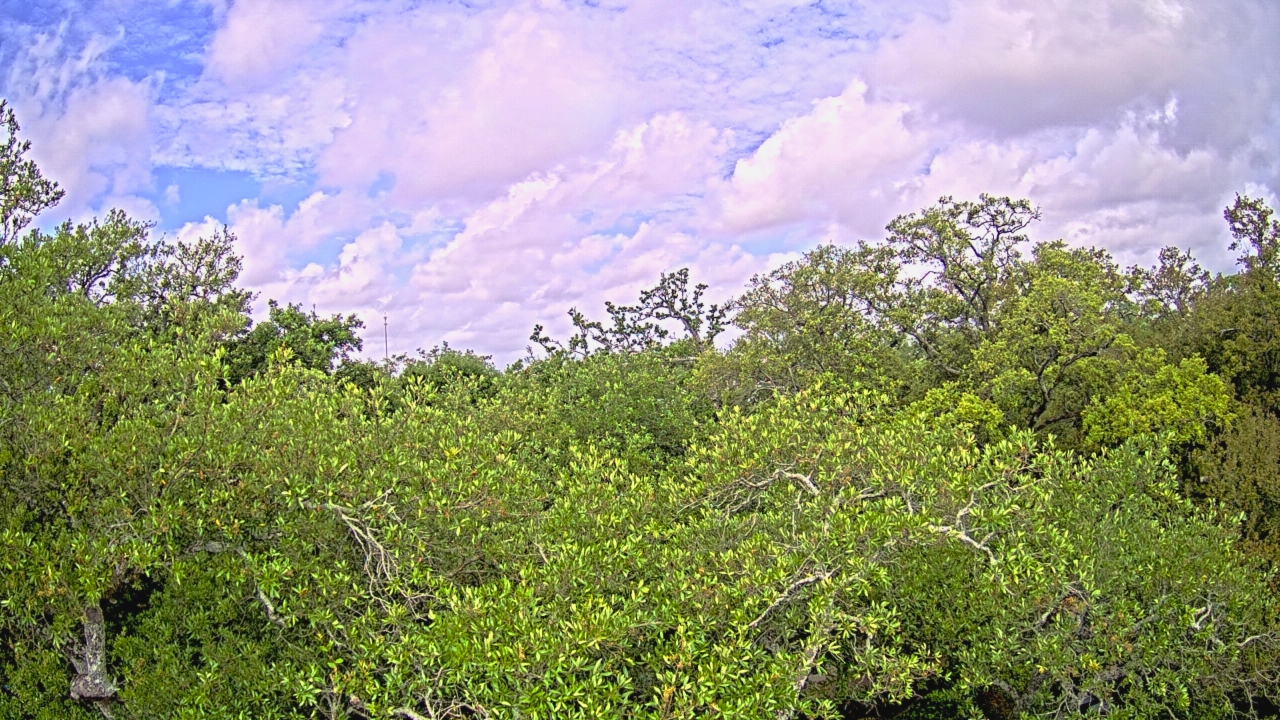 Thumbnail for current weather camera view from Metairie Club Gardens in Metairie, Louisiana