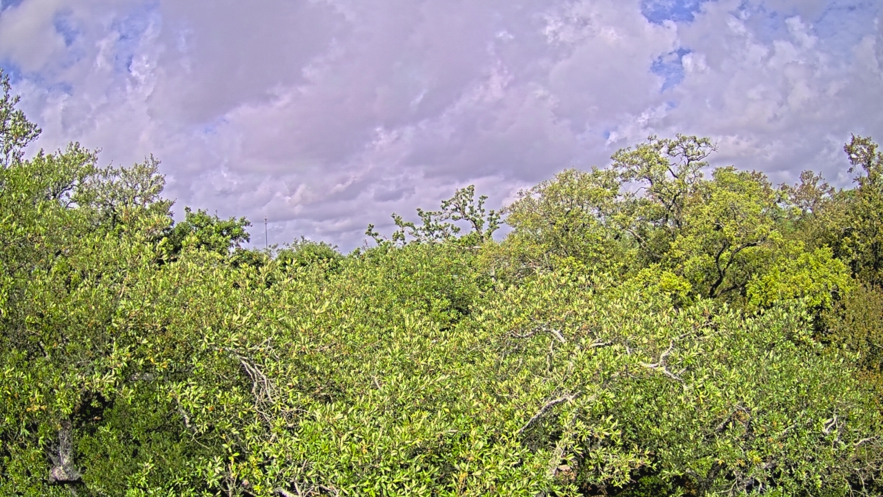 Thumbnail for current weather camera view from Metairie Club Gardens in Metairie, Louisiana