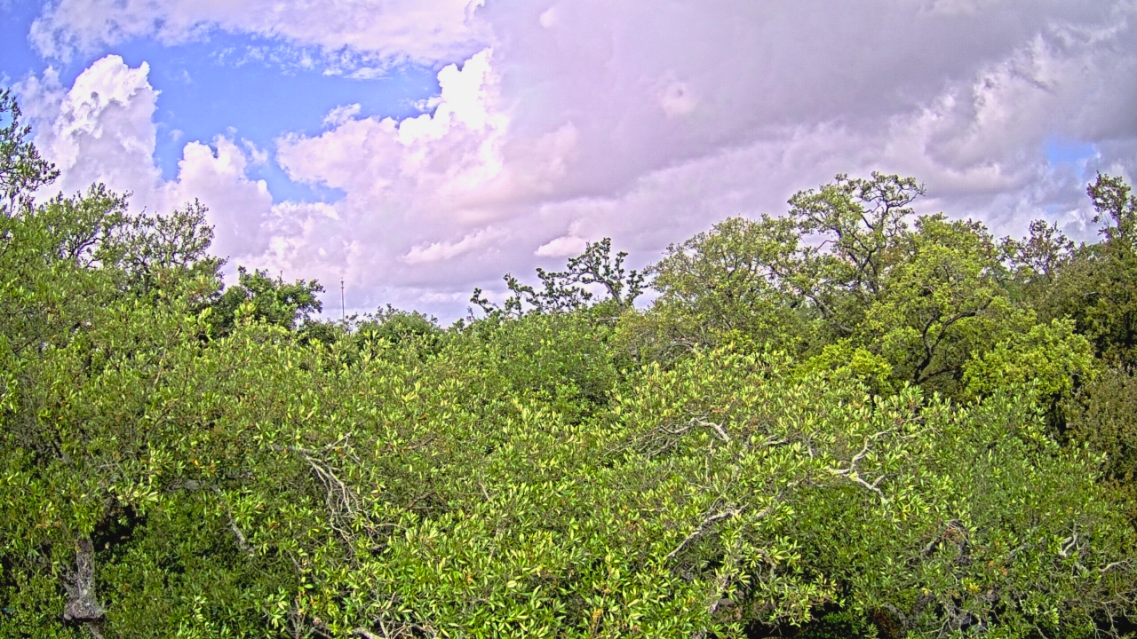 Thumbnail for current weather camera view from Metairie Club Gardens in Metairie, Louisiana