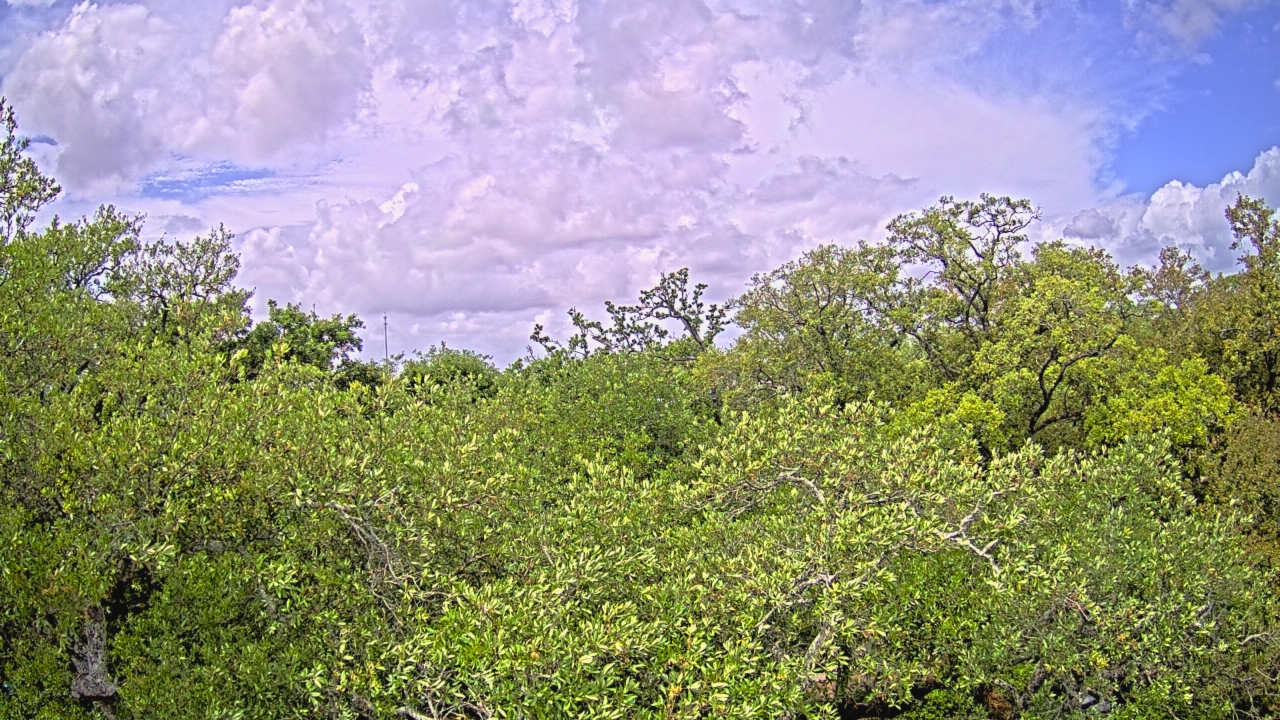 Thumbnail for current weather camera view from Metairie Club Gardens in Metairie, Louisiana