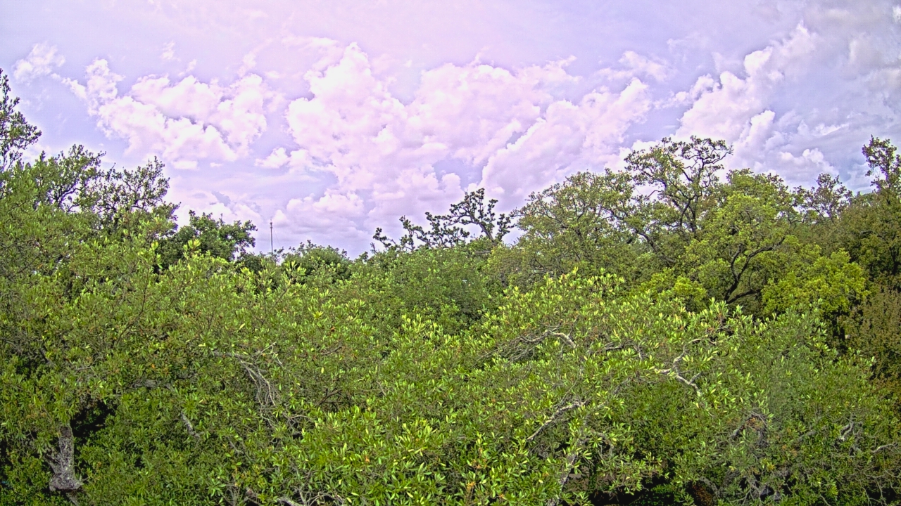 Thumbnail for current weather camera view from Metairie Club Gardens in Metairie, Louisiana