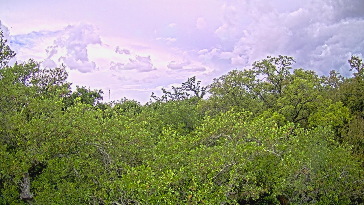 Thumbnail for current weather camera view from Metairie Club Gardens in Metairie, Louisiana