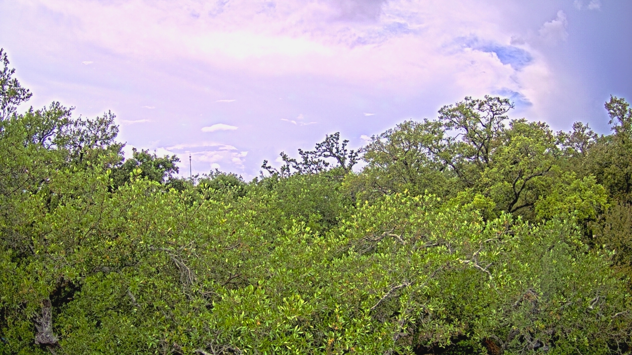 Thumbnail for current weather camera view from Metairie Club Gardens in Metairie, Louisiana